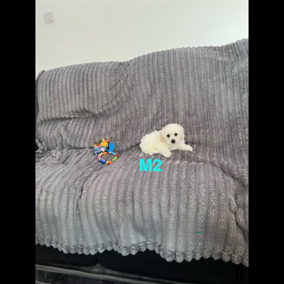 Maltese - Both