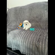 Maltese - Both