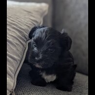 Biewer Terrier - Dogs
