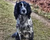 Cocker Spaniel (Show)