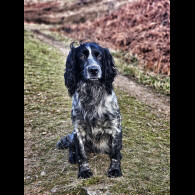 Cocker Spaniel (Working &amp; Show)