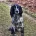 Cocker Spaniel (Show)