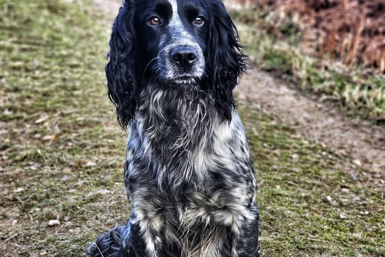 Cocker Spaniel (Show)