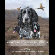Cocker Spaniel (Working &amp; Show)