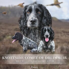 Cocker Spaniel (Working &amp; Show)