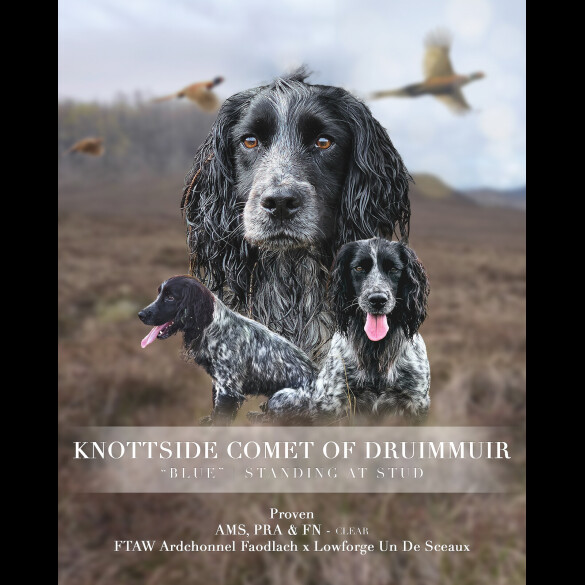 Cocker Spaniel (Working &amp; Show)