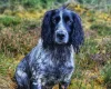 Cocker Spaniel (Show)