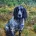 Cocker Spaniel (Show)
