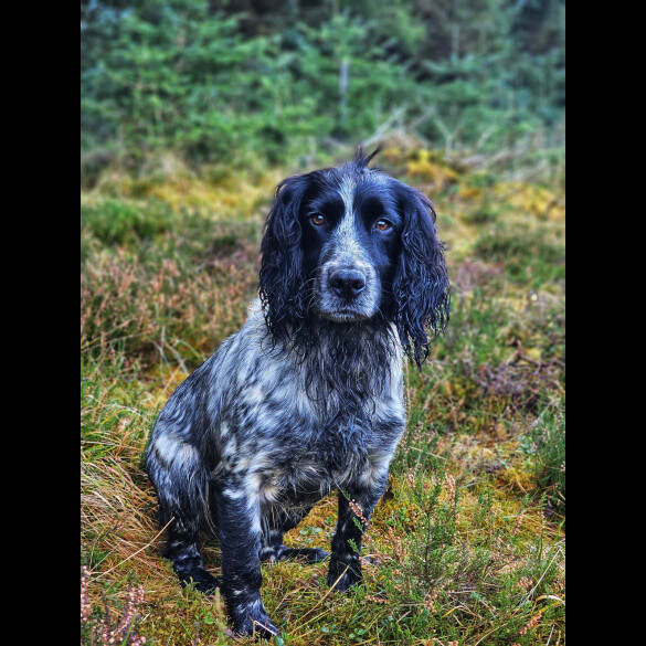 Cocker Spaniel (Working &amp; Show)