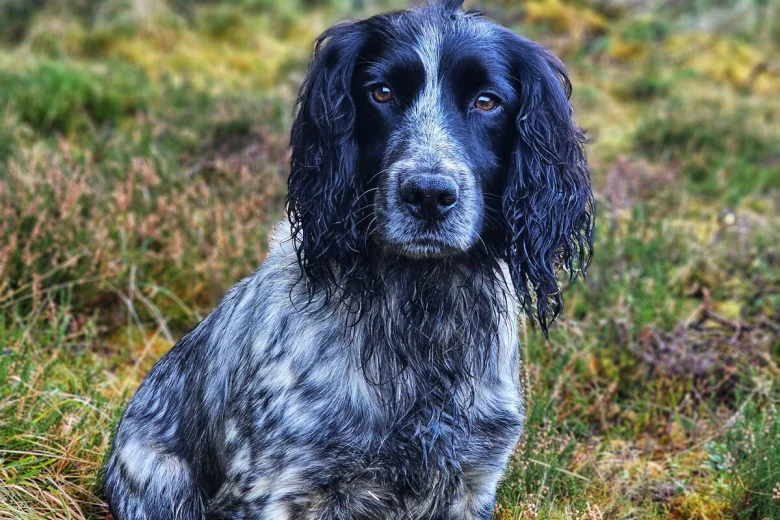 Cocker Spaniel (Show)