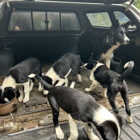 Border Collie - Both