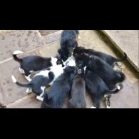 Border Collie - Both