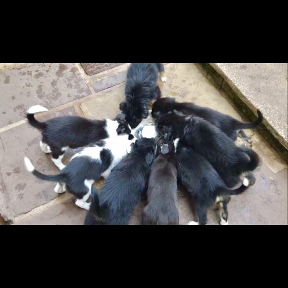 Border Collie - Both