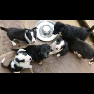 Border Collie - Both