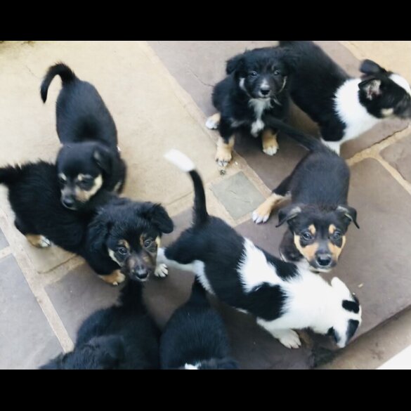 Border Collie - Both