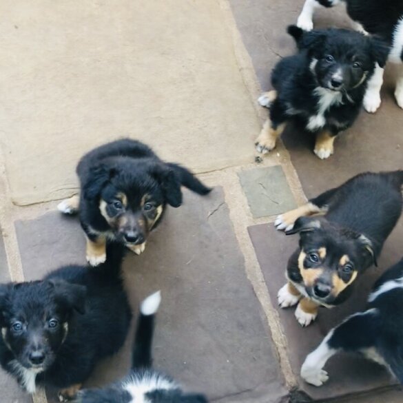 Border Collie - Both