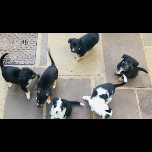 Border Collie - Both