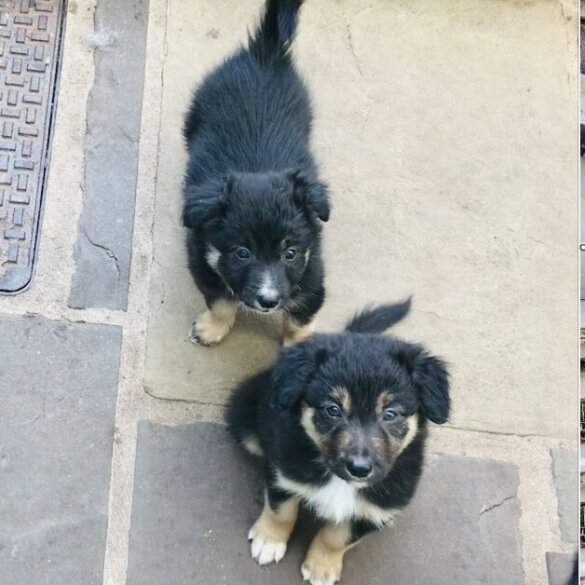 Border Collie - Both