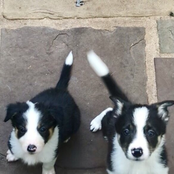 Border Collie - Both