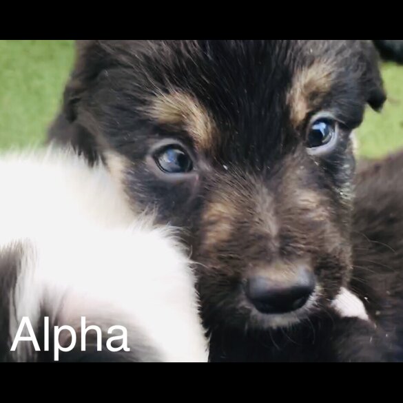 Border Collie - Both