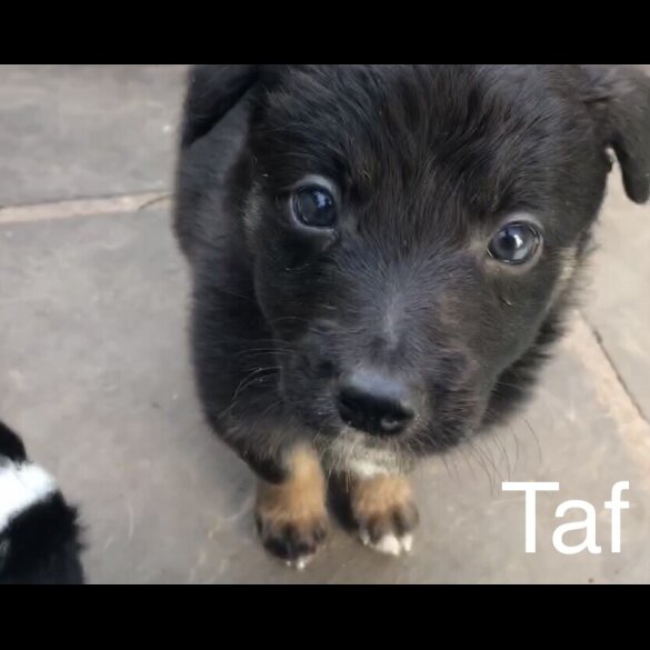 Border Collie - Both