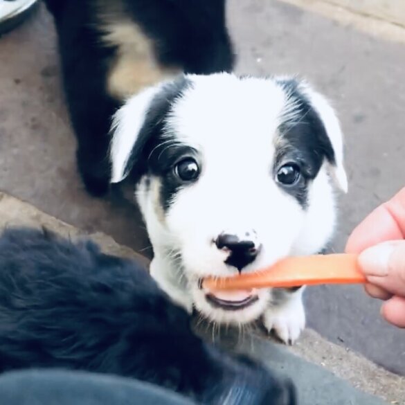 Border Collie - Both