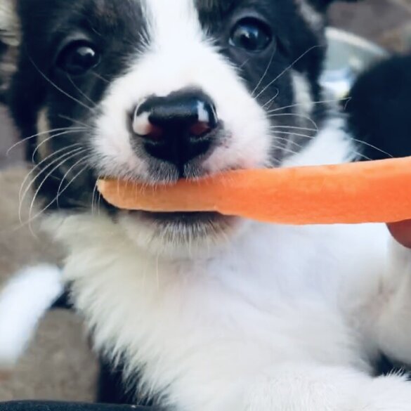 Border Collie - Both