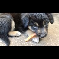 Border Collie - Both