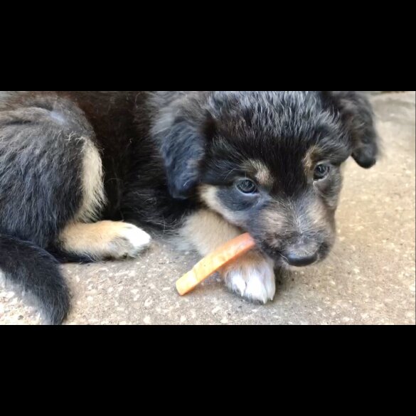 Border Collie - Both