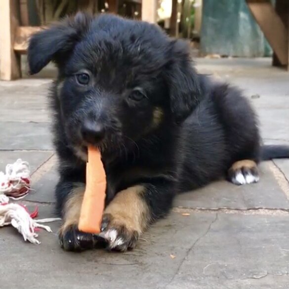 Border Collie - Both