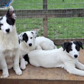 Mixed Breed - Both