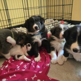 Border Collie - Both