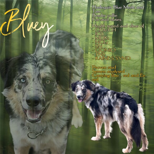 Border Collie