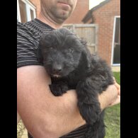 Bordoodle - Both