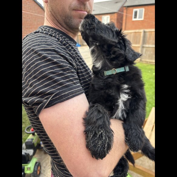 Bordoodle - Both