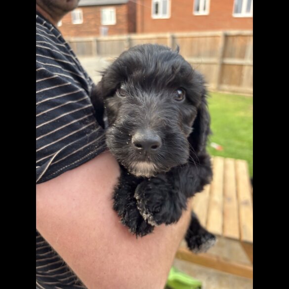 Bordoodle - Both