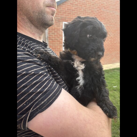 Bordoodle - Both