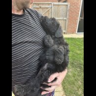 Bordoodle - Both