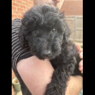 Bordoodle - Both
