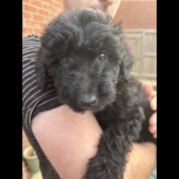 Bordoodle - Both