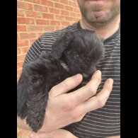 Bordoodle - Both