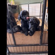 Bordoodle - Both