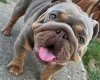 English Bulldog