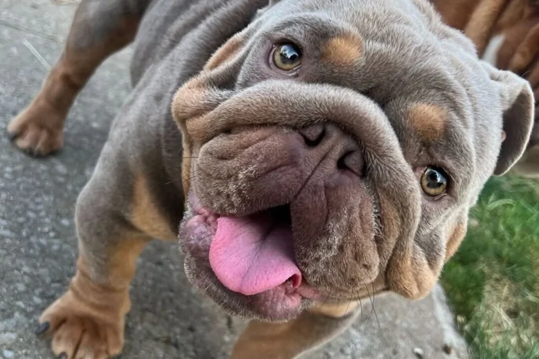 English Bulldog