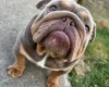 English Bulldog