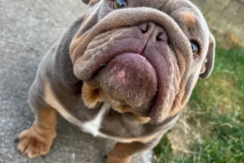 English Bulldog