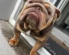 English Bulldog