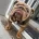 English Bulldog