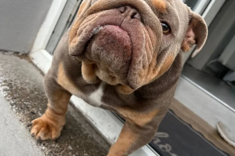 English Bulldog