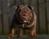 English Bulldog